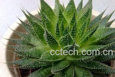 元宝芦荟的养殖方法-0