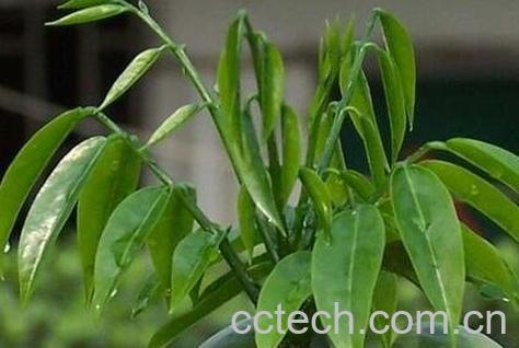 元宝花的养殖方法和注意事项-0