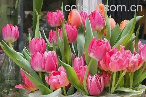 盆栽郁金香的养殖方法和注意事项-0