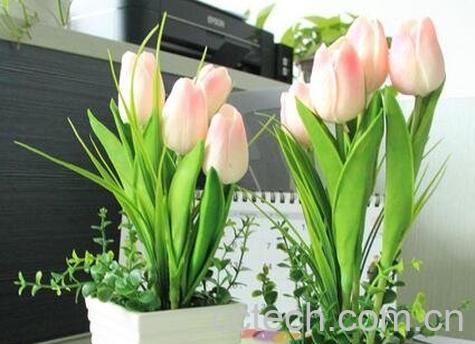 郁金香室内的养殖方法-0