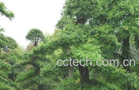 榆树的养殖方法和注意事项-0