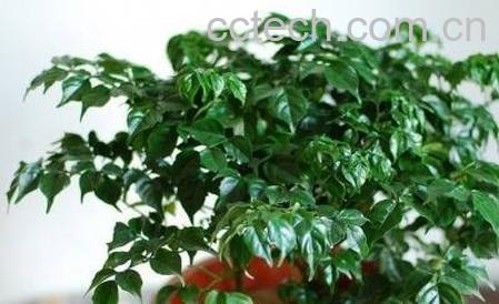  玉女树的养殖方法和注意事项-0