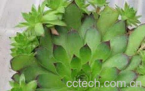 玉观音的养殖方法-0