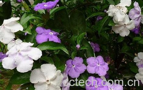 鸳鸯茉莉的养殖方法和注意事项-0