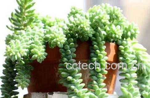 玉珠帘的养殖方法和注意事项-0