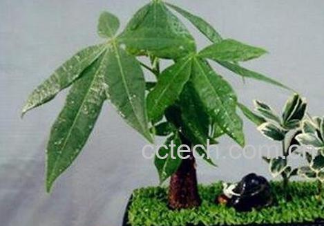 发财树养殖的注意事项-0