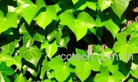常春藤的养殖方法和注意事项-0