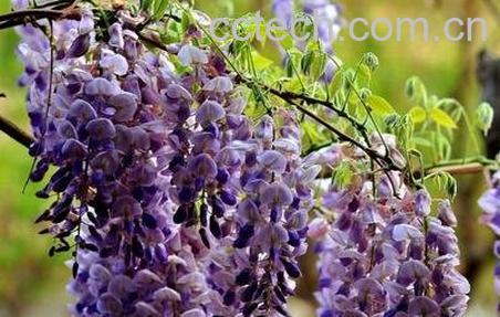 鸡藤花的功效和作用及禁忌-0