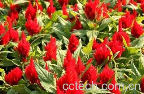  鸡冠子花的药用价值 -0