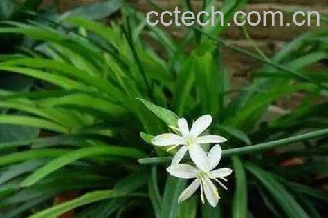 吊兰药用价值-0