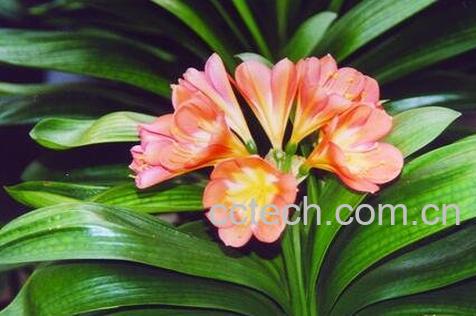 君子兰的养殖方法与注意事顶-0