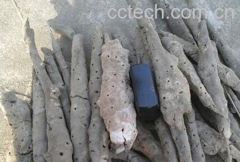 紫霄花的功效与作用-0