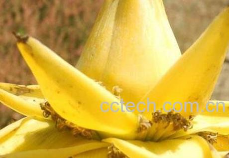 金芭蕉花的功效与作用-0