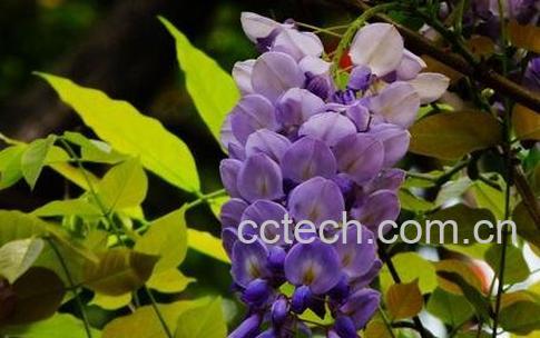 紫藤花的作用与功效-0