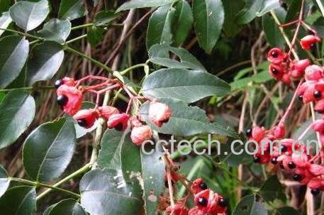 鸡胫花的功效与作用-0