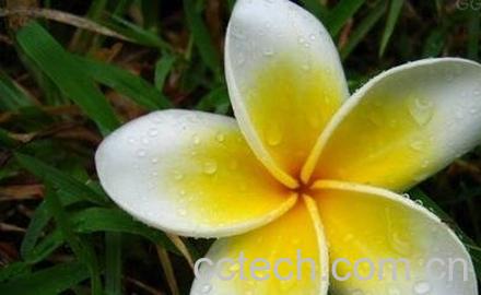 鸡蛋花的功效与应用-0