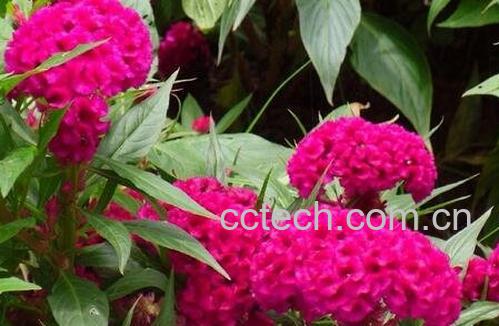 鸡冠花的功效与用法-0