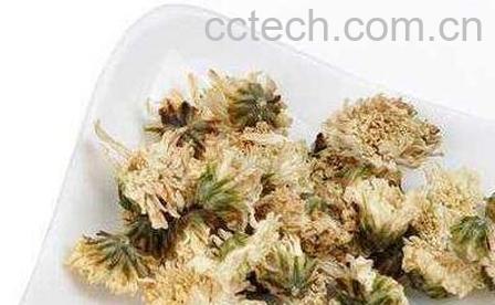 金银花和白菊花的功效与作用及禁忌-0