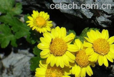 黄野菊花的功效与作用及食用方法-0