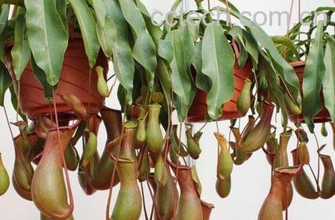 猪笼草正确养殖方法-0