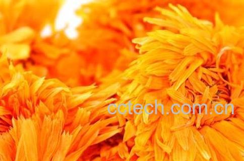 金盏花的药用价值-0