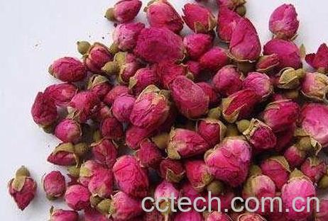 玫瑰花的功效与禁忌-0