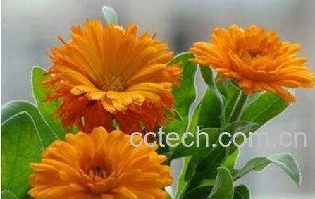 金盏花的功效与作用及食用方法-0