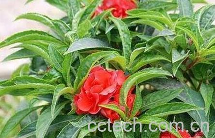 酒泡指甲花的功效与作用-0