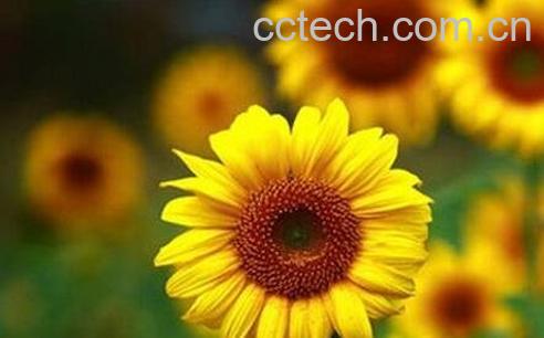 金葵花的功效与作用-0