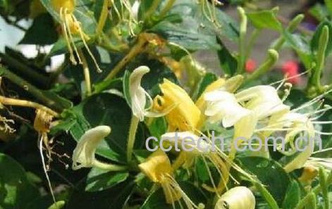 金锒花的功效与作用-0