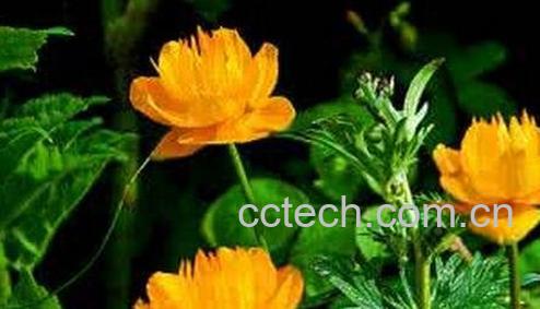 金莲花的功效与作用及食用方法-0