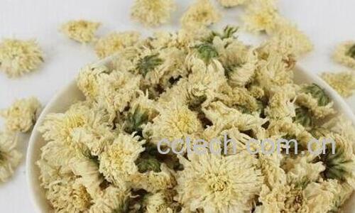 菊花的作用与功效有哪些-0