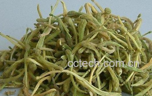 金跟花的功效与作用-0