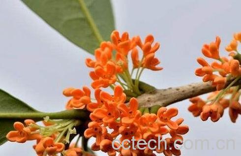 金桂花的功效与作用及禁忌-0