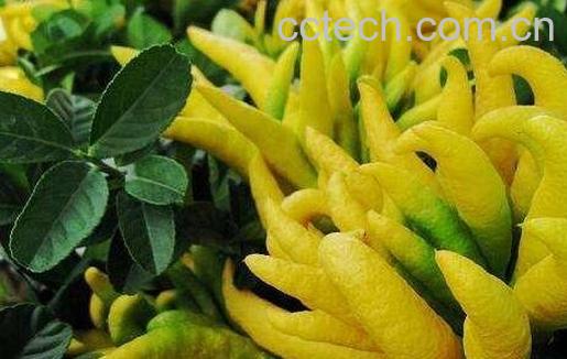 金佛手花的功效与作用-0