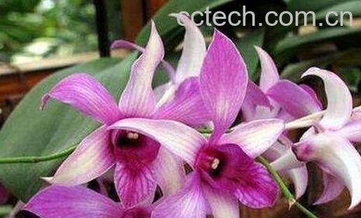 金钗石斛花的功效与作用-0