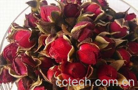 金边玫瑰花的功效与作用-0