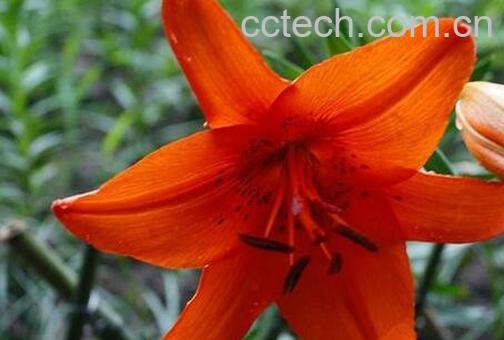 金百合花的作用与功效-0