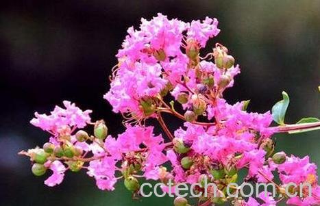 紫薇花冬天怎么养-0