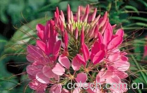 醉蝶花图片 醉蝶花的养殖方法-0