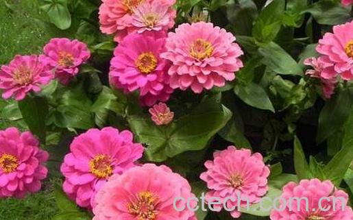 最好养活的草本花有哪些-0