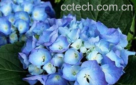 紫阳花怎么养 -0