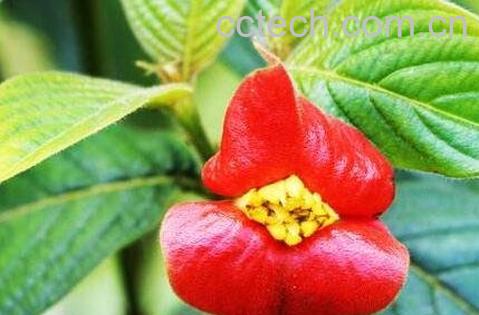 嘴唇花好养吗 嘴唇花的作用-0