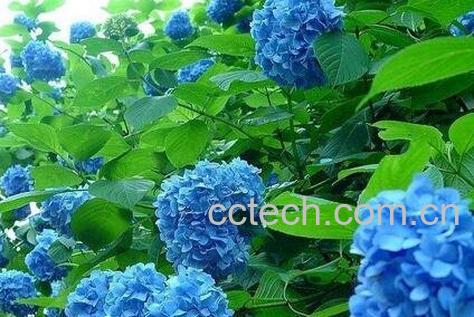 紫阳花的功效和作用-0