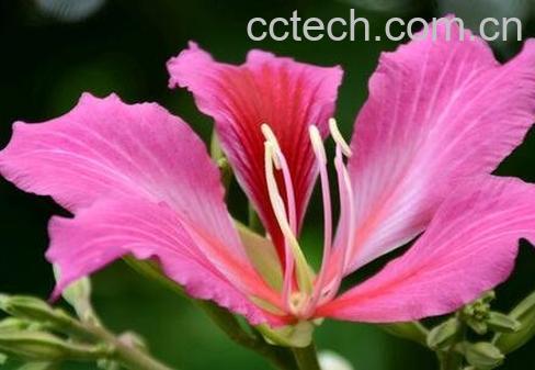 紫荆花的栽培与养护管理-0