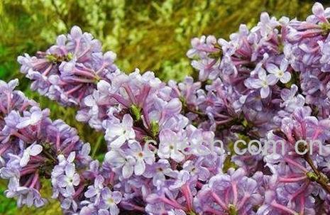 九龙花的功效是什么-0