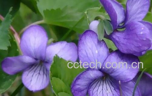 紫罗兰花图片 紫罗兰花怎么养-0