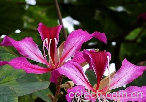 紫荆花如何修剪 -0