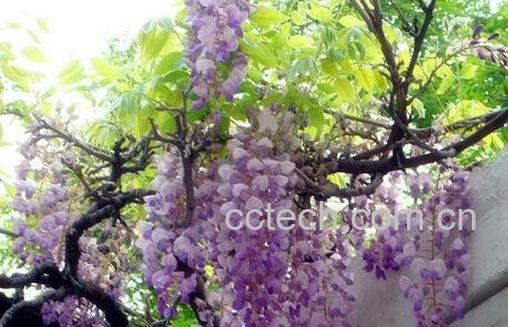 紫藤花怎么种植 -0
