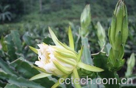 剑花的功效 剑花的作用有哪些-0